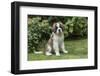 Renton, WA. Portrait of a three month old Saint Bernard puppy in his yard.-Janet Horton-Framed Photographic Print