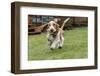 Renton, Washington State, USA. Five month old Basset Hound puppy running in his wet yard.-Janet Horton-Framed Photographic Print