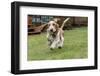 Renton, Washington State, USA. Five month old Basset Hound puppy running in his wet yard.-Janet Horton-Framed Photographic Print