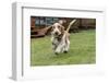 Renton, Washington State, USA. Five month old Basset Hound puppy running in his wet yard.-Janet Horton-Framed Photographic Print