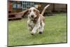 Renton, Washington State, USA. Five month old Basset Hound puppy running in his wet yard.-Janet Horton-Mounted Photographic Print