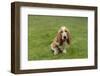 Renton, Washington State, USA. Three month old Basset Hound sitting in his yard. (PR)-Janet Horton-Framed Photographic Print