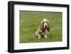 Renton, Washington State, USA. Three month old Basset Hound sitting in his yard. (PR)-Janet Horton-Framed Photographic Print