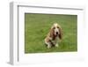 Renton, Washington State, USA. Three month old Basset Hound sitting in his yard. (PR)-Janet Horton-Framed Photographic Print