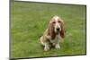 Renton, Washington State, USA. Three month old Basset Hound sitting in his yard. (PR)-Janet Horton-Mounted Photographic Print