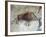 Replica of Cave Painting of Boar from Altamira Cave-null-Framed Giclee Print