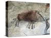 Replica of Cave Painting of Boar from Altamira Cave-null-Stretched Canvas