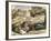 Reporting from the Normandy Landings-Pat Nicolle-Framed Giclee Print