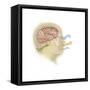 Representation of How Our Senses Affect Our Thoughts-null-Framed Stretched Canvas