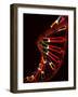 Representation of Segment of DNA Molecule Whose Order Spells Out Exact Set of Genetic Instructions-Fritz Goro-Framed Photographic Print