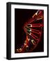 Representation of Segment of DNA Molecule Whose Order Spells Out Exact Set of Genetic Instructions-Fritz Goro-Framed Photographic Print