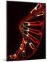 Representation of Segment of DNA Molecule Whose Order Spells Out Exact Set of Genetic Instructions-Fritz Goro-Mounted Photographic Print
