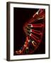 Representation of Segment of DNA Molecule Whose Order Spells Out Exact Set of Genetic Instructions-Fritz Goro-Framed Photographic Print