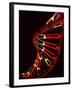 Representation of Segment of DNA Molecule Whose Order Spells Out Exact Set of Genetic Instructions-Fritz Goro-Framed Photographic Print