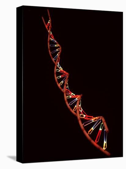 Representation of Segment of DNA Molecule Whose Order Spells Out Exact Set of Genetic Instructions-Fritz Goro-Stretched Canvas