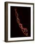 Representation of Segment of DNA Molecule Whose Order Spells Out Exact Set of Genetic Instructions-Fritz Goro-Framed Photographic Print