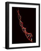 Representation of Segment of DNA Molecule Whose Order Spells Out Exact Set of Genetic Instructions-Fritz Goro-Framed Photographic Print