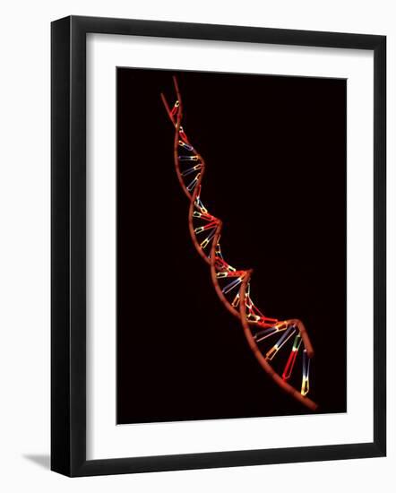 Representation of Segment of DNA Molecule Whose Order Spells Out Exact Set of Genetic Instructions-Fritz Goro-Framed Photographic Print