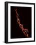 Representation of Segment of DNA Molecule Whose Order Spells Out Exact Set of Genetic Instructions-Fritz Goro-Framed Photographic Print