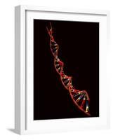 Representation of Segment of DNA Molecule Whose Order Spells Out Exact Set of Genetic Instructions-Fritz Goro-Framed Photographic Print