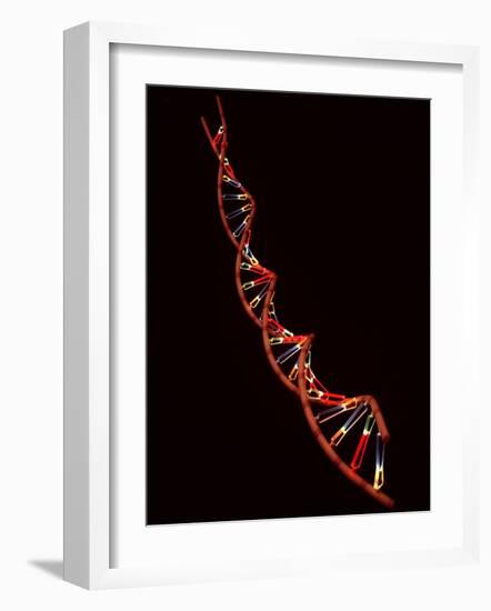 Representation of Segment of DNA Molecule Whose Order Spells Out Exact Set of Genetic Instructions-Fritz Goro-Framed Photographic Print