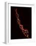 Representation of Segment of DNA Molecule Whose Order Spells Out Exact Set of Genetic Instructions-Fritz Goro-Framed Photographic Print