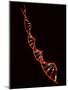 Representation of Segment of DNA Molecule Whose Order Spells Out Exact Set of Genetic Instructions-Fritz Goro-Mounted Photographic Print