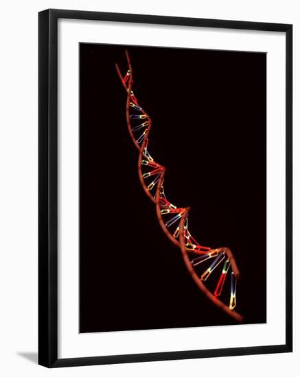 Representation of Segment of DNA Molecule Whose Order Spells Out Exact Set of Genetic Instructions-Fritz Goro-Framed Photographic Print