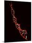 Representation of Segment of DNA Molecule Whose Order Spells Out Exact Set of Genetic Instructions-Fritz Goro-Mounted Photographic Print