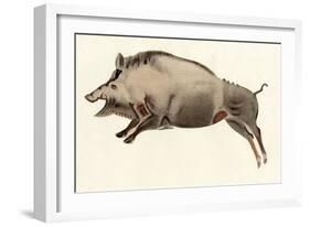 Reproduction of a Prehistoric Painting Found in the Spanish Cave of Altamira Depicting a Boar.-null-Framed Giclee Print
