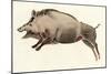 Reproduction of a Prehistoric Painting Found in the Spanish Cave of Altamira Depicting a Boar.-null-Mounted Giclee Print