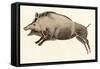Reproduction of a Prehistoric Painting Found in the Spanish Cave of Altamira Depicting a Boar.-null-Framed Stretched Canvas