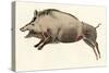Reproduction of a Prehistoric Painting Found in the Spanish Cave of Altamira Depicting a Boar.-null-Stretched Canvas