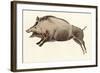 Reproduction of a Prehistoric Painting Found in the Spanish Cave of Altamira Depicting a Boar.-null-Framed Giclee Print