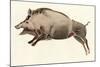 Reproduction of a Prehistoric Painting Found in the Spanish Cave of Altamira Depicting a Boar.-null-Mounted Giclee Print