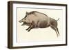 Reproduction of a Prehistoric Painting Found in the Spanish Cave of Altamira Depicting a Boar.-null-Framed Premium Giclee Print