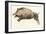 Reproduction of a Prehistoric Painting Found in the Spanish Cave of Altamira Depicting a Boar.-null-Framed Premium Giclee Print