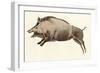 Reproduction of a Prehistoric Painting Found in the Spanish Cave of Altamira Depicting a Boar.-null-Framed Premium Giclee Print