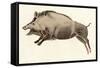 Reproduction of a Prehistoric Painting Found in the Spanish Cave of Altamira Depicting a Boar.-null-Framed Stretched Canvas