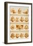 Reproduction of Antefixes in Terracotta, from the Houses and Monuments of Pompeii-Fausto and Felice Niccolini-Framed Giclee Print