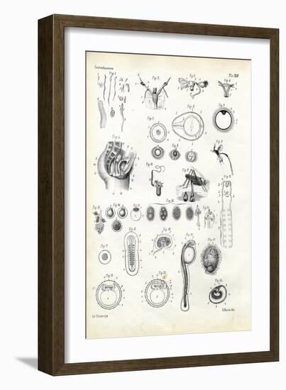 Reproductive Organ, 1863-79-Raimundo Petraroja-Framed Giclee Print