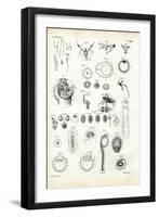 Reproductive Organ, 1863-79-Raimundo Petraroja-Framed Giclee Print