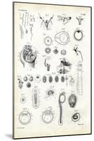 Reproductive Organ, 1863-79-Raimundo Petraroja-Mounted Giclee Print