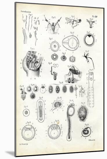 Reproductive Organ, 1863-79-Raimundo Petraroja-Mounted Giclee Print