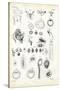 Reproductive Organ, 1863-79-Raimundo Petraroja-Stretched Canvas