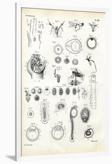 Reproductive Organ, 1863-79-Raimundo Petraroja-Framed Giclee Print