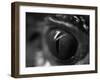 Reptile Eye-Henry Horenstein-Framed Photographic Print