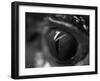 Reptile Eye-Henry Horenstein-Framed Photographic Print