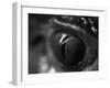 Reptile Eye-Henry Horenstein-Framed Photographic Print