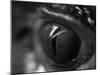 Reptile Eye-Henry Horenstein-Mounted Photographic Print